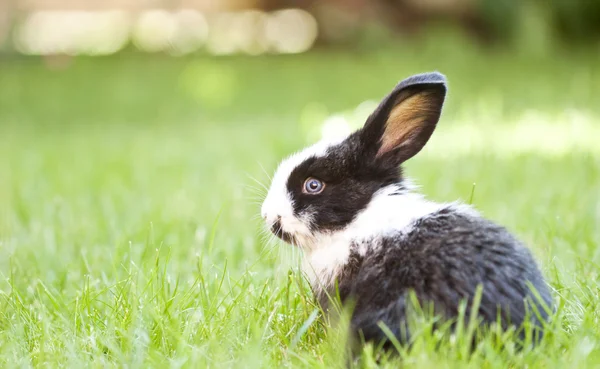 Konijn bunny baby — Stockfoto