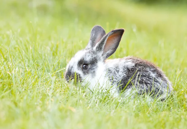 Děťátko bunny králík — Stock fotografie