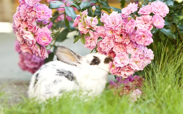ウサギの赤ちゃんウサギ — ストック写真