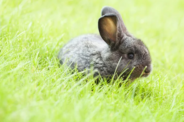 Coniglio coniglietto bambino — Foto Stock