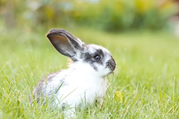 Děťátko bunny králík — Stock fotografie