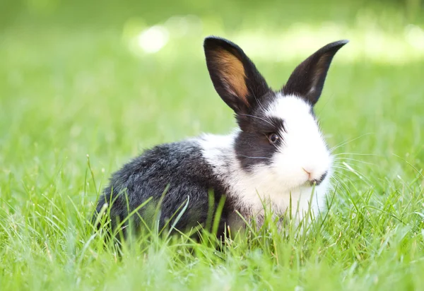 Děťátko bunny králík — Stock fotografie