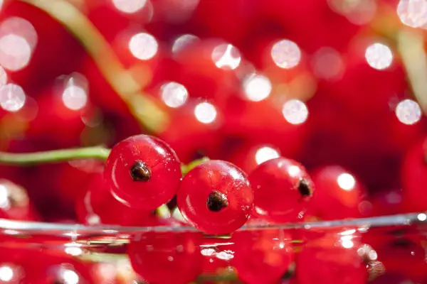 Närbild på röda vinbär — Stockfoto