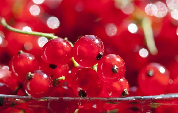 Hautnah auf rote Johannisbeeren — Stockfoto