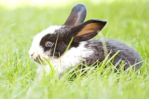 Conejo conejito bebé — Foto de Stock