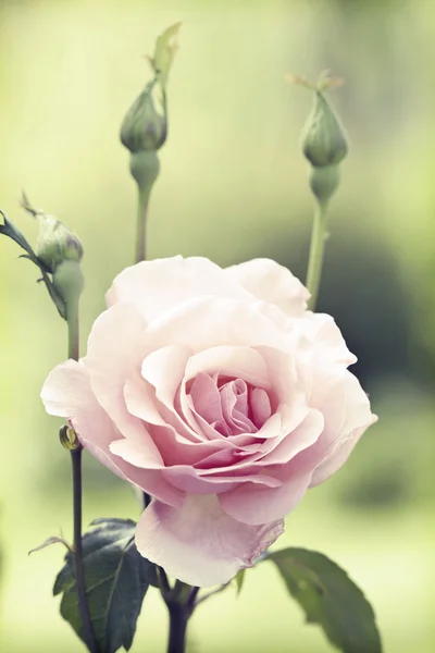 Pink rose — Stock Photo, Image