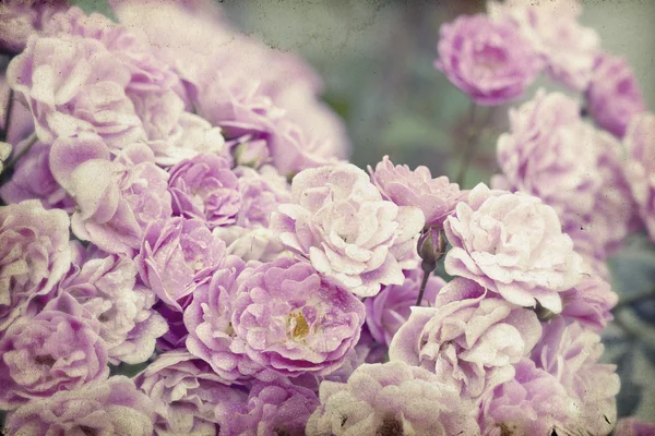 Rosas cor de rosa — Fotografia de Stock