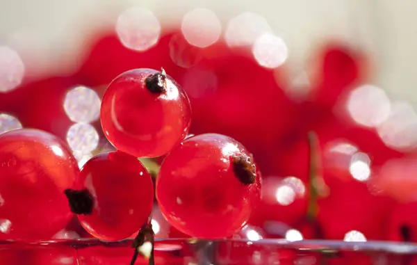 Närbild på röda vinbär — Stockfoto