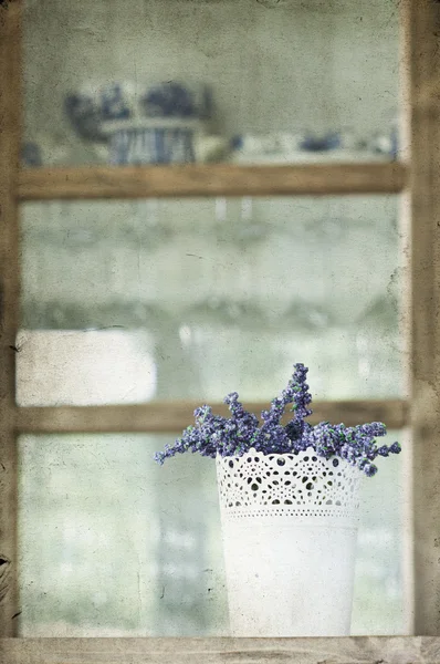 Lavanda — Fotografia de Stock