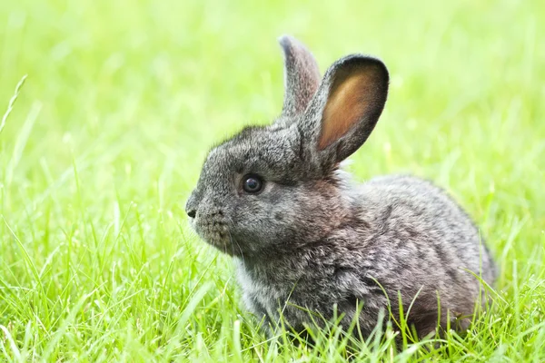 ウサギの赤ちゃんウサギ — ストック写真