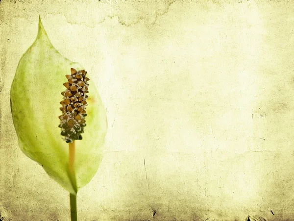 白い花とビンテージ背景 — ストック写真