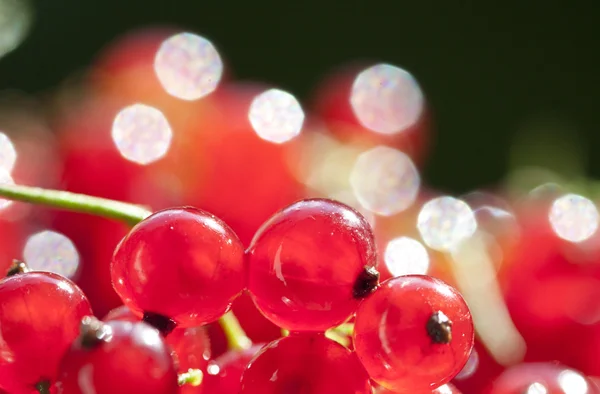 Fermer sur les groseilles rouges — Photo