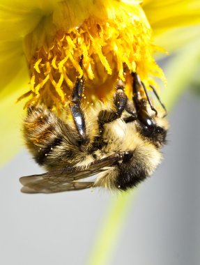 kır çiçeği üzerinde oturan bir bal arısı kapat