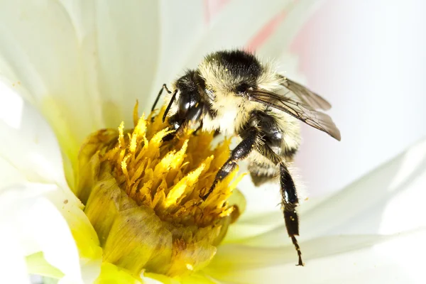 Cerca de una abeja sentada en la flor silvestre —  Fotos de Stock