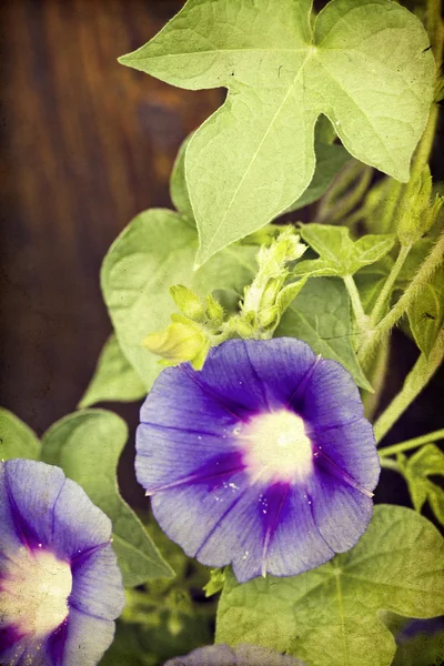 Morning glory on wooden background — Stock Photo, Image