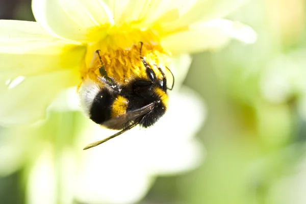 Cerca de una abeja sentada en la flor silvestre —  Fotos de Stock