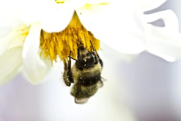 Close up on a honeybee sitting on wild flower — Stock Photo, Image