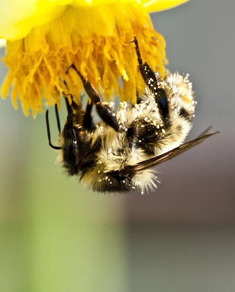 Cerca de una abeja sentada en la flor silvestre — Foto de Stock