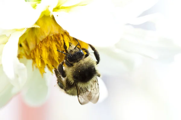 Cerca de una abeja sentada en la flor silvestre —  Fotos de Stock