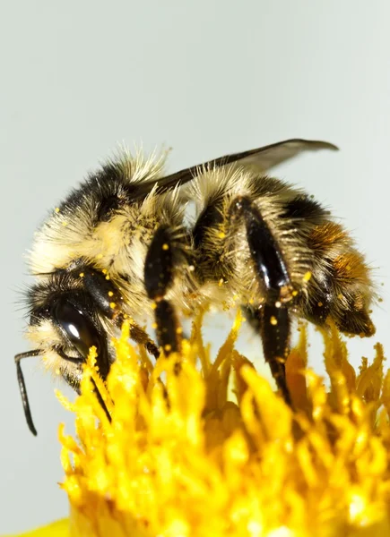 Cerca de una abeja sentada en la flor silvestre — Foto de Stock