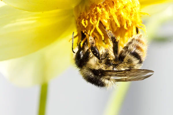 Cerca de una abeja sentada en la flor silvestre —  Fotos de Stock