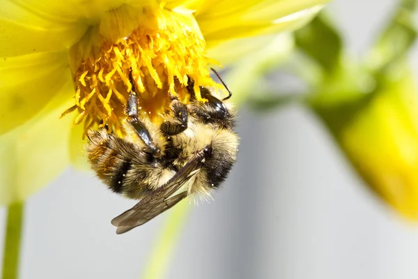 野生の花の上に座ってミツバチにクローズ アップ — ストック写真