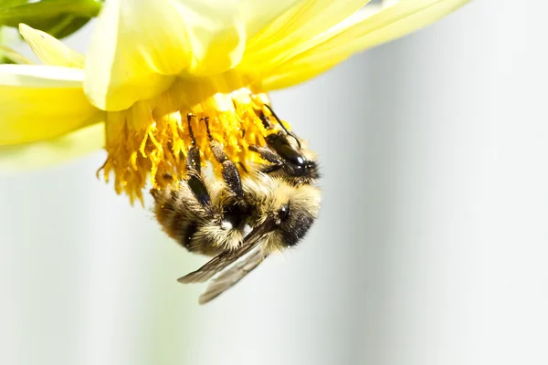 Cerca de una abeja sentada en la flor silvestre —  Fotos de Stock