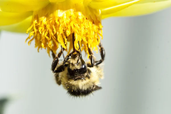Fechar em uma abelha sentada na flor selvagem — Fotografia de Stock