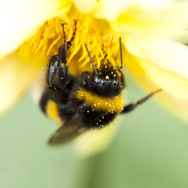 Da vicino su un'ape da miele seduta su un fiore selvatico — Foto Stock