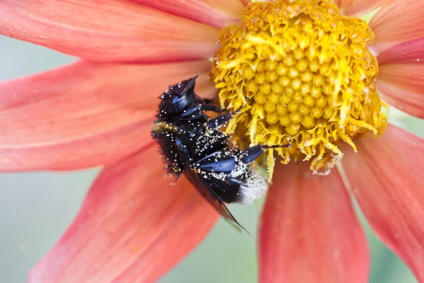 야생의 꽃에 꿀벌에 닫습니다 — 스톡 사진