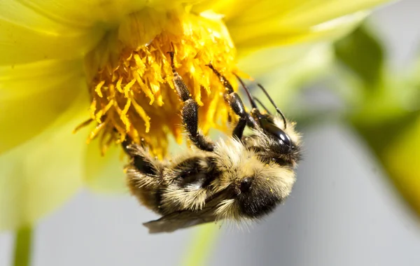 Close up on a honeybee sitting on wild flower — Stock Photo, Image