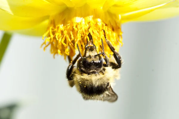 Közelről egy méh vad virág ül — Stock Fotó