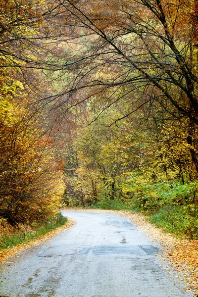 Wijąca się droga w lesie jesienią — Zdjęcie stockowe