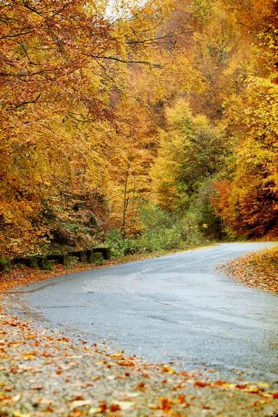 Točitou cestou v podzimním lese — Stock fotografie