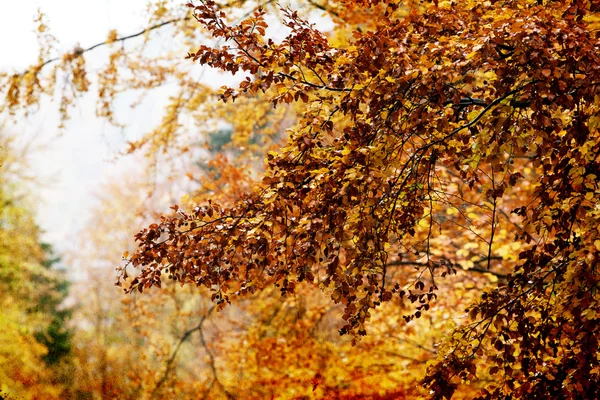 Vintage photo of autumn forest — Stock Photo, Image