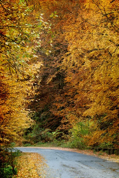 Točitou cestou v podzimním lese — Stock fotografie