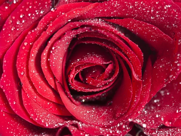 Nahaufnahme von roter Rose mit Wassertropfen — Stockfoto