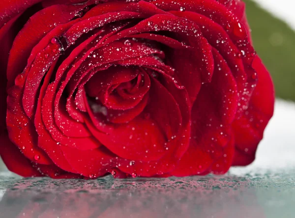 Zamknąć na czerwona róża z kropli wody — Zdjęcie stockowe