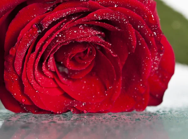 Close up on red rose with water drops — Stock Photo, Image