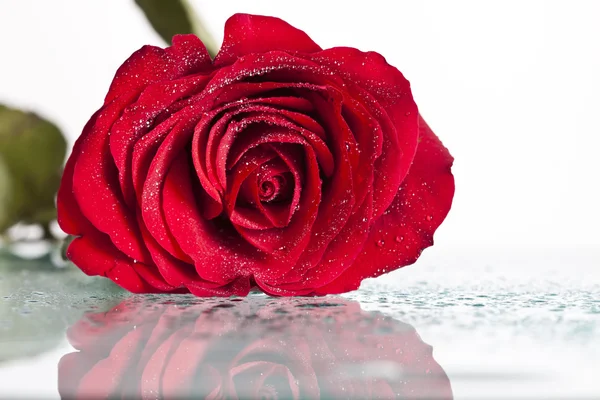 Close up on red rose with water drops — Stock Photo, Image