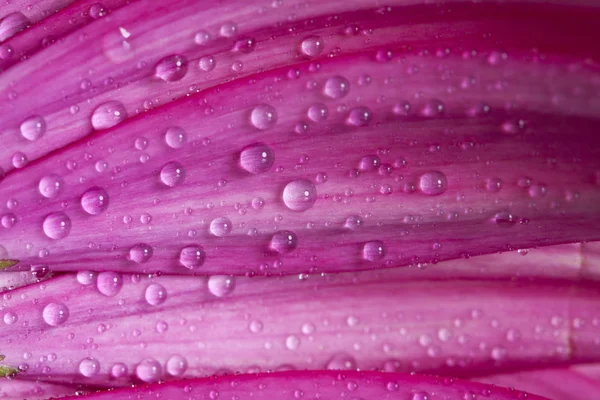 Zbliżenie gerbera różowy stokrotka kwiat z wody spadnie — Zdjęcie stockowe