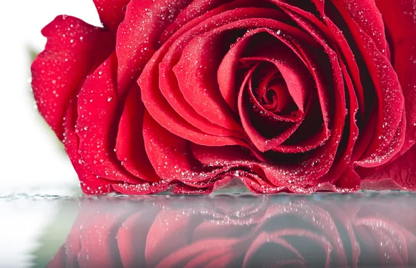 Κοντινό πλάνο στο κόκκινο τριαντάφυλλο με σταγόνες νερό — Φωτογραφία Αρχείου