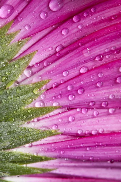 Zbliżenie gerbera różowy stokrotka kwiat z wody spadnie — Zdjęcie stockowe