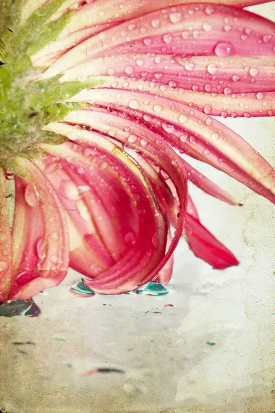 非洲菊雏菊花与水的老式照片滴 — 图库照片