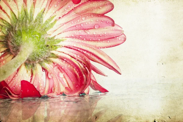 Vintage photo of gerbera daisy flower with water drops — Stock Photo, Image