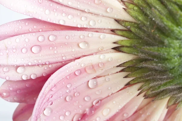 Zbliżenie na gerbera różowy stokrotka kwiat z wody spadnie — Zdjęcie stockowe