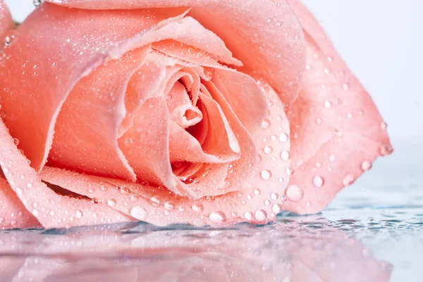 Cerca de una rosa rosada cubierta de rocío — Foto de Stock