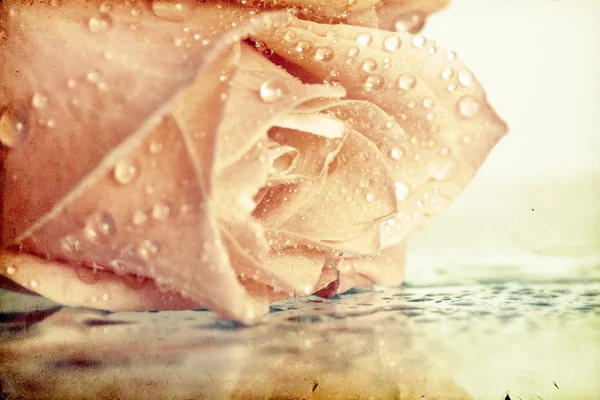 Rosa rosa coberta com orvalho — Fotografia de Stock