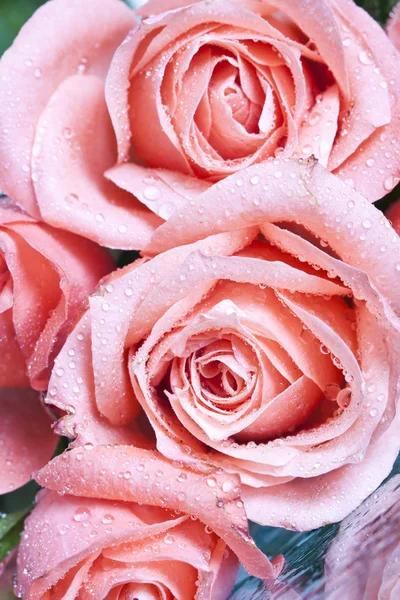 Cerca de una rosa rosada cubierta de rocío — Foto de Stock