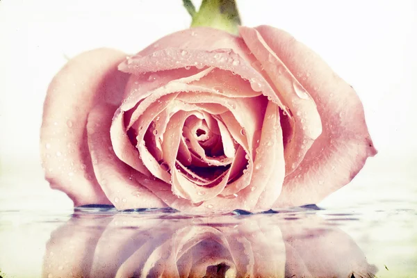 Розовая роза, покрытая росой — стоковое фото